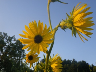 Compass Plant